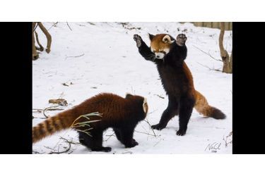 Ces pandas roux jouent au sein du zoo de Spaulding, aux Etats-Unis