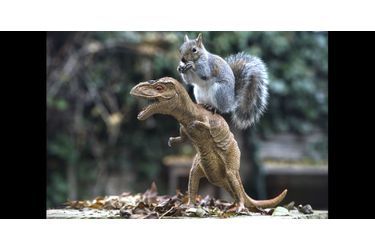 Cet écureuil démarre le tournage du prochain "Jurassic Park"