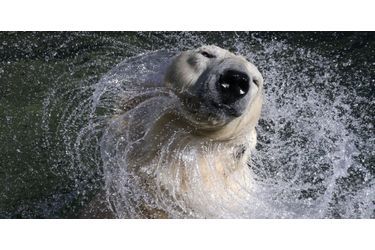 Cet ours polaire sort la tête de l'eau de son bassin de Saint-Pétersbourg, en Russie