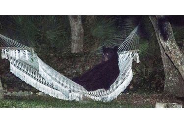Cet ours s'est détendu pendant une quinzaine de minutes dans le hamac installé dans un jardin de Daytona Beach, aux Etats-Unis