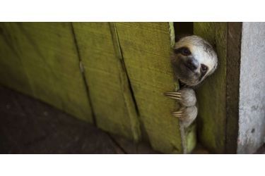 Cette femelle paresseux vit au sein d'une résidence de maisons suspendues de Manaus, au Brésil