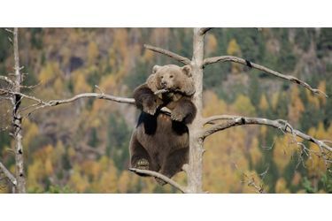 Cette ourse âgée de quatre ans a pensé que se percher sur un arbre, au sein de la forêt de Flå, en Norvège, serait un bon coin pour admirer la...