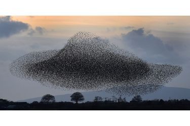 Des oiseaux composent une soucoupe volante à Gretna Green, près de la frontière entre l'Angleterre et l'Ecosse