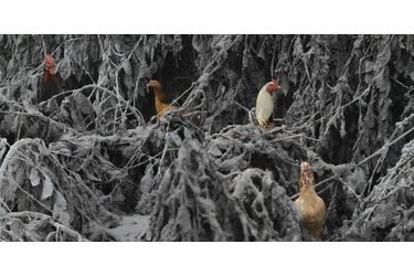 Des poules se sont installées dans les branchages recouverts par les cendres crachées par le Mont Sinabung, en Indonésie