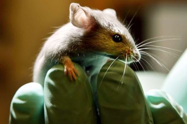 Les scientifiques sud-coréens sont parvenus à modifier les émotions et le comportement de souris. 