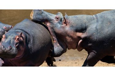Désaccord entre hippopotames au sein de la réserve du Masai Mara, au Kenya