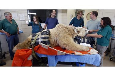 Mango, un ours syrien âgé de 19 ans, a été opéré pour des problèmes de dos par les vétérinaires de ce parc près de Tel Aviv, en Israël