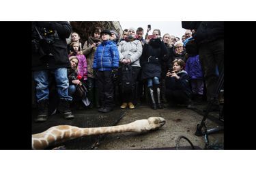 Marius le girafon euthanasié puis découpé au zoo de Copenhague