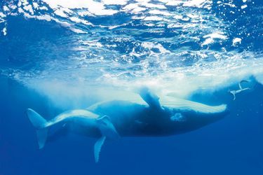 À la rencontre d’une baleine et de son baleineau, dans les eaux de Moorea, en 2012.