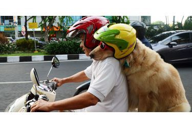 Toutous sur deux-roues<br />
: Dans les rues de Surabaya, en Indonésie, les passants n’en reviennent toujours pas: Handoo Njotokusumo roule régulièrement à travers la ville en scooter avec pour passagers… ses chiens.L&#039;amitié insolite de Sudo et Siesta<br />
: Siesta le bébé âne et Sudo le berger australien sont inséparables depuis la naissance de Siesta.Un ours polaire... dans le métro londonien<br />
: Afin de faire la promotion de la série &quot;Fortitude&quot;, la chaîne Sky Atlantic a fait appel à un ours polaire plus vrai que nature, qui s&#039;est baladé dans le métro londonien. Sirga, la lionçonne adoptée<br />
: En février 2012, le co-fondateur de la réserve de Modisa, au Botswana, a recueilli une petite lionne très mal en point.L&#039;Océanopolis dévoile ses phoques à moustache<br />
: L&#039;Océanopolis de Brest a présenté mardi au public ses trois nouveaux arrivants, des phoques à moustaches âgés de trois ans.Dans la gueule du requin-tigre<br />
: Le photographe britannique Adam Hanlon a capturé ces images impressionnantes... depuis la gueule d&#039;un requin-tigre.Reike, l&#039;orang-outan abandonné par sa mère<br />
: Afin de permettre sa survie, les soigneurs du parc zoologique ont dû prendre le relai, le nourrir le biberon et lui apporter un soin constant.Les selfies des animaux du zoo d&#039;Edimbourg<br />
: En partenariat avec la marque HTC, le zoo d&#039;Edimbourg s&#039;est prêté à un jeu sympathique: équiper les enclos de leurs animaux de caméras et capturer leur réaction.Ralph, le manchot à la combinaison<br />
: Victime d&#039;une perte de ses plumes prématurée chaque année, Ralph le manchot peut compter sur l&#039;inventivité des soigneurs du zoo de Marwell, en Grande-Bretagne, pour rester au chaud.Les chiens de stars<br />
: A la fois légère et sérieuse, souvent drôle, cette galerie de portraits constituée au long d’une année de travail tend à rendre hommage à la place tenue par ces chiens auprès de leurs maîtres.Une semaine chez les animaux: Découvrez en images le meilleur, le pire ou le plus insolite du monde animal.Dans le monde formidable des grenouilles<br />
: De l&#039;Indonésie à la République Tchèque, les grenouilles mènent leur petit bonhomme de chemin. 