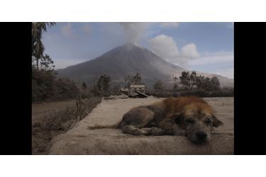 Un chien est installé non loin du Mont Sinabung, en Indonésie