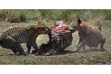 Un léopard et une hyène se battent pour une carcasse de zèbre, au Kenya