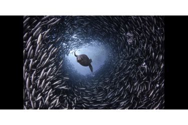 Un lion de mer se fraie un chemin parmi les poissons de l'île de Santa Cruz, en Equateur