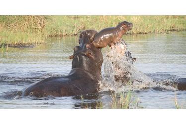 Une mère hippopotame sauve son bébé des défenses de deux de ses congénères dans le parc Seba, au Botswana