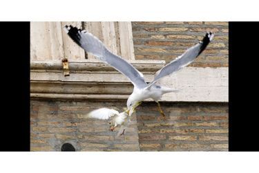 Une mouette dévore la colombe relâchée place Saint-Pierre, au Vatican