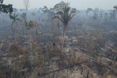 Les ravages de la déforestation au Brésil.