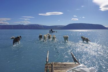 13 juin 2019. Les chiens de traîneau du climatologue danois Steffen Olsen pataugent dans l&#039;eau du ford d&#039;Inglefield qui devrait être gelé à cette période.