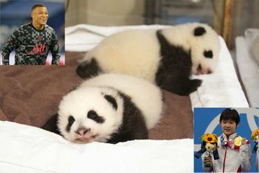 Fleur de Coton et Petite Neige, les deux pandas nés au ZooParc de Beauval, auront pour parrain et marraine Kylian Mbappé et Zhang Jiaqi.