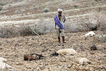 Des chèvres et moutons morts après les inondations dans le comté du Marsabit, au Kenya. 