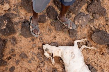 Des chèvres et moutons morts après les inondations dans le comté du Marsabit, au Kenya. 