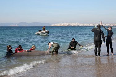 Une jeune baleine s&#039;est échouée vendredi sur une plage d&#039;Athènes, en Grèce.