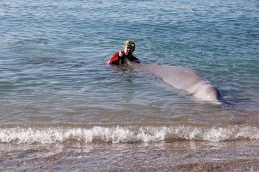 Une jeune baleine s&#039;est échouée vendredi sur une plage d&#039;Athènes, en Grèce.