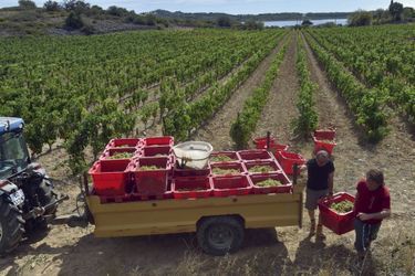 Premières récoltes de muscat à Fitou (Aude), début août. La filière viticole a du mal à pourvoir ses postes de vendangeurs.