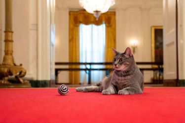 Willow, le nouveau chat des Biden, à la Maison-Blanche.