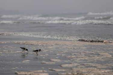 Des dizaines d'oiseaux ont été récupérées sur les plages souillées de pétrole après le déversement de quelque 6.000 barils de brut il y a une semaine au nord de la capitale péruvienne.