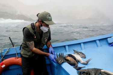 Des dizaines d&#039;oiseaux ont été récupérées sur les plages souillées de pétrole après le déversement de quelque 6.000 barils de brut il y a une semaine au nord de la capitale péruvienne.