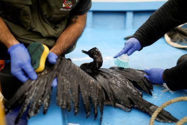 Des dizaines d&#039;oiseaux ont été récupérées sur les plages souillées de pétrole après le déversement de quelque 6.000 barils de brut il y a une semaine au nord de la capitale péruvienne.
