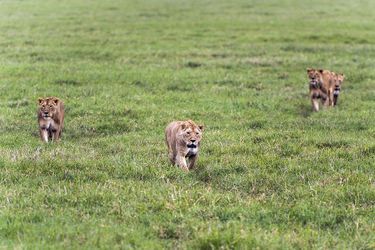 Des lionnes dans la réserve naturelle du Ngorongoro, en 2014. (photo d'illustration)