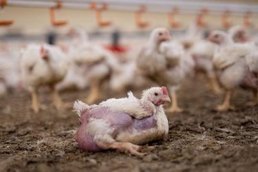 Image extraite de l’enquête réalisée à Torfou (Pays de la Loire), dans un élevage de poulets à croissance rapide.