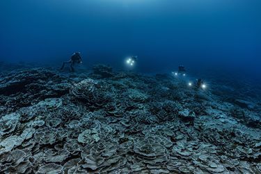 Le champ de coraux en forme de rose découvert par la mission 1Ocean, au large de Tahiti.