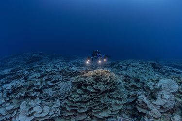 Le champ de coraux en forme de rose découvert par la mission 1Ocean, au large de Tahiti.