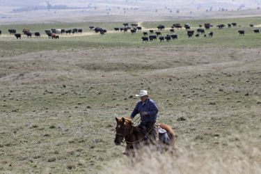 Un troupeau en Oregon, Etat frappé par une vague de mutilations de bétail. 