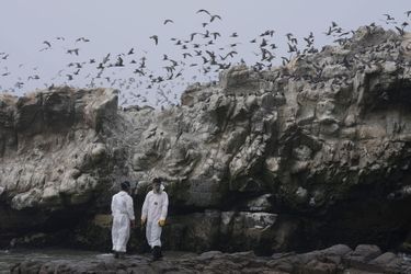 Des dizaines d'oiseaux ont été récupérées sur les plages souillées de pétrole après le déversement de quelque 6.000 barils de brut il y a une semaine au nord de la capitale péruvienne.