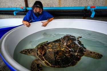 Au centre de biologie marine de Phuket, qui soigne les tortues marines dont certaines doivent être opérées, d'autres amputées et équipées de prothèse avant d'être relâchées dans la mer.