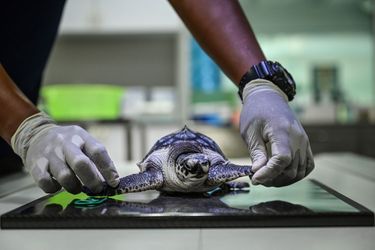 Au centre de biologie marine de Phuket, qui soigne les tortues marines dont certaines doivent être opérées, d&#039;autres amputées et équipées de prothèse avant d&#039;être relâchées dans la mer.