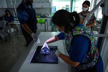 Au centre de biologie marine de Phuket, qui soigne les tortues marines dont certaines doivent être opérées, d'autres amputées et équipées de prothèse avant d'être relâchées dans la mer.