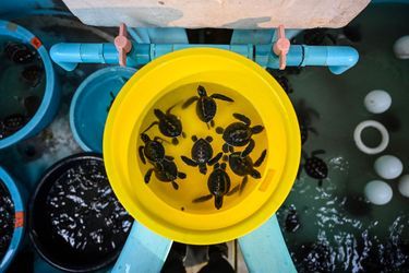 Au centre de biologie marine de Phuket, qui soigne les tortues marines dont certaines doivent être opérées, d&#039;autres amputées et équipées de prothèse avant d&#039;être relâchées dans la mer.
