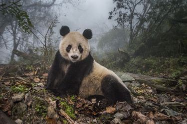 «YEYE IN THE MIST», D’AMI VITALE Yeye, 16 ans, l’un des 300 pandas géants de la réserve de Wolong, en Chine. Ami Vitale a cofondé avec la journaliste Eileen Mignoni l’association Vital Impacts.