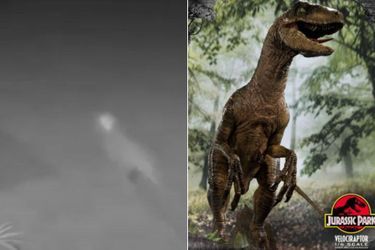 A gauche, l&#039;étrange animal filmé en Floride dans lequel certains croient reconnaître un vélociraptor. 