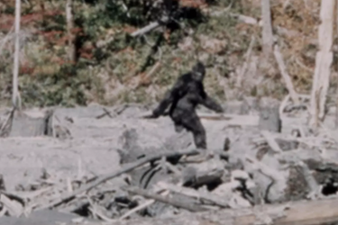 L'une des images les plus troublantes du Bigfoot, qui aurait été filmé en 1967, en Californie. 