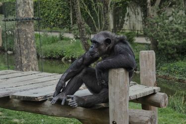 Ici un chimpanzé du Zoo de Beauval, lors du premier confinement en avril 2020. 