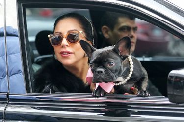 Lady Gaga et son chien Asia, en 2015 à New York.