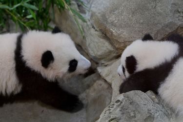  Les jumelles pandas du Zoo de Beauval, nées il y a quatre mois, ont été présentées aux visiteurs pour la première fois samedi.