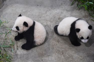  Les jumelles pandas du Zoo de Beauval, nées il y a quatre mois, ont été présentées aux visiteurs pour la première fois samedi.