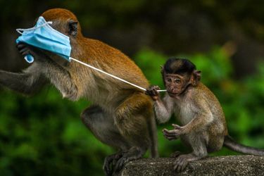 Des macaques grignotent un masque chirurgical en Malaisie.