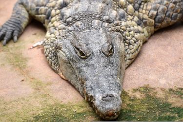 Un crocodile du Queensland.